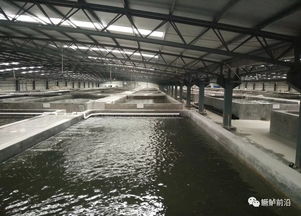 鱖魚工廠化飼料養殖要點、案例及效益分析